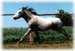 Alpe´s Cash