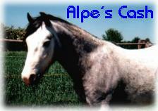 Bild: Alpe´s Cash